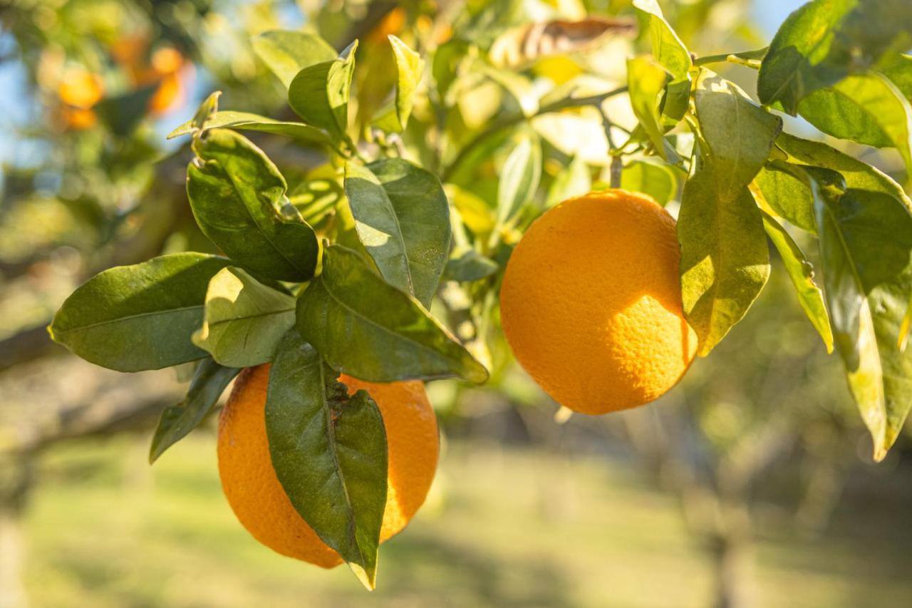 Finca Montana Sant Joan Ngoại thất bức ảnh